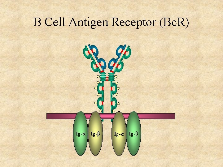 B Cell Antigen Receptor (Bc. R) Ig-α Ig-β 