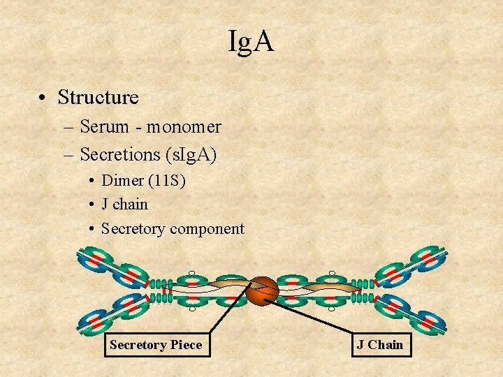 Ig. A • Structure – Serum - monomer – Secretions (s. Ig. A) •