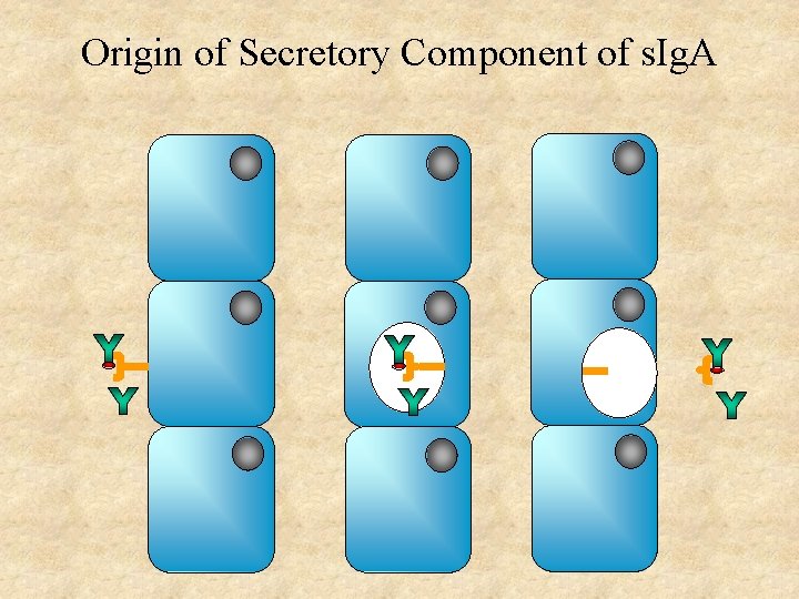 Origin of Secretory Component of s. Ig. A 