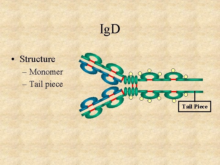 Ig. D • Structure – Monomer – Tail piece Tail Piece 