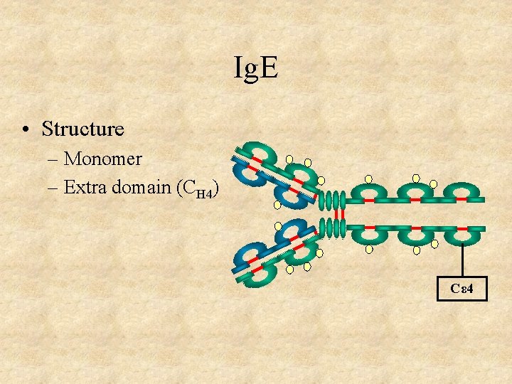 Ig. E • Structure – Monomer – Extra domain (CH 4) Cε 4 