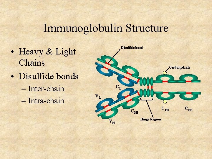 Immunoglobulin Structure Disulfide bond • Heavy & Light Chains • Disulfide bonds – Inter-chain