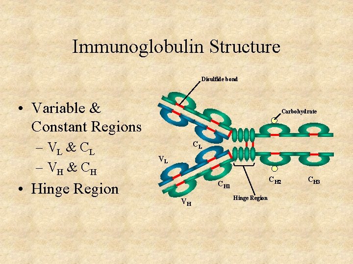 Immunoglobulin Structure Disulfide bond • Variable & Constant Regions – VL & C L