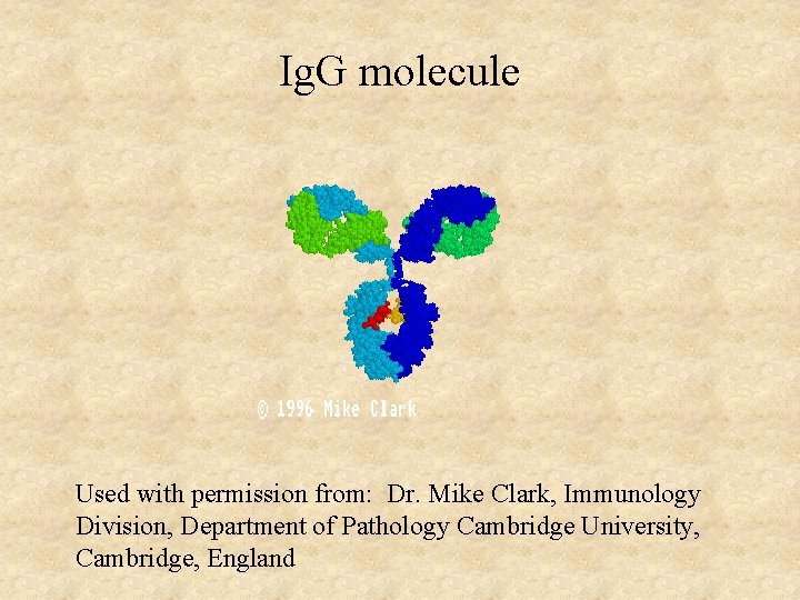 Ig. G molecule Used with permission from: Dr. Mike Clark, Immunology Division, Department of