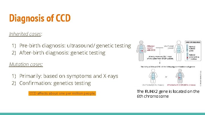 Diagnosis of CCD Inherited cases: 1) Pre-birth diagnosis: ultrasound/ genetic testing 2) After-birth diagnosis: