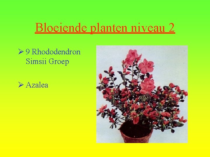 Bloeiende planten niveau 2 Ø 9 Rhododendron Simsii Groep Ø Azalea 