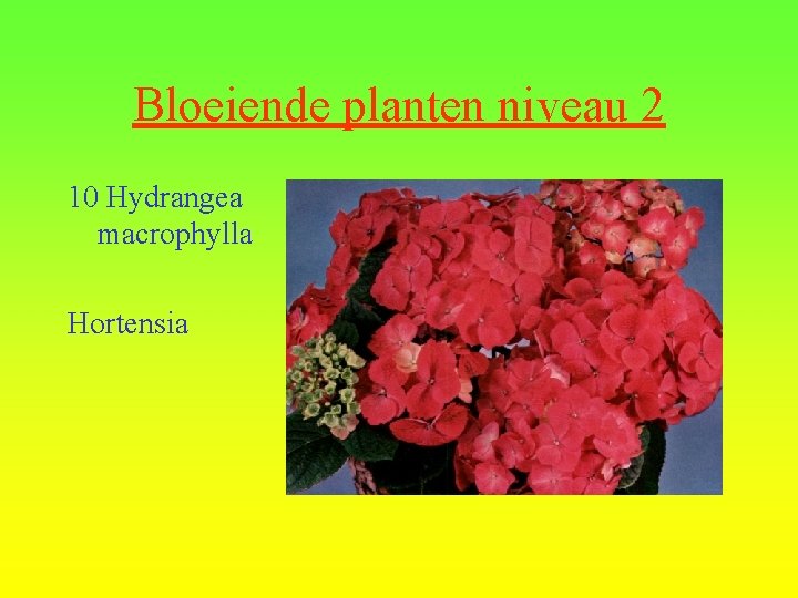 Bloeiende planten niveau 2 10 Hydrangea macrophylla Hortensia 