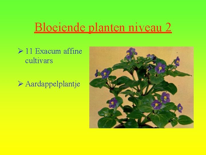 Bloeiende planten niveau 2 Ø 11 Exacum affine cultivars Ø Aardappelplantje 