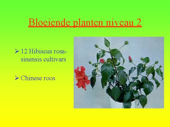 Bloeiende planten niveau 2 Ø 12 Hibiscus rosasinensis cultivars Ø Chinese roos 