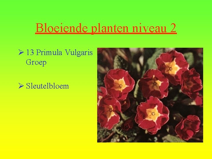 Bloeiende planten niveau 2 Ø 13 Primula Vulgaris Groep Ø Sleutelbloem 