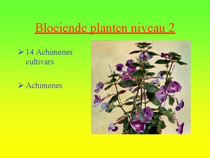 Bloeiende planten niveau 2 Ø 14 Achimenes cultivars Ø Achimenes 