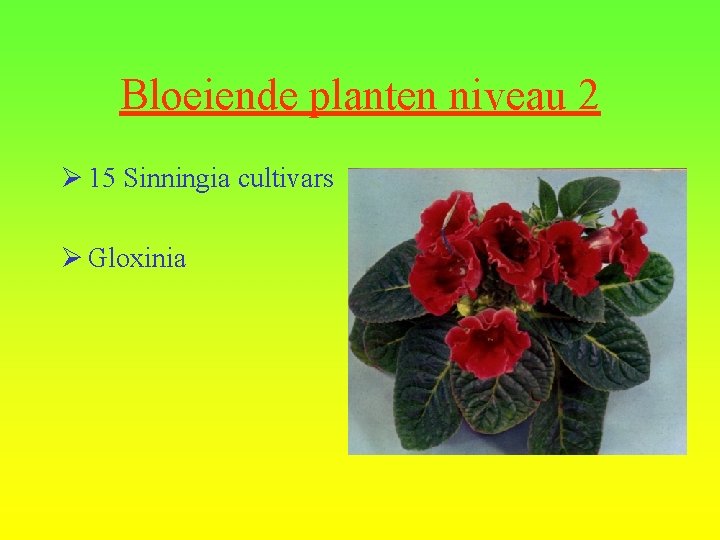 Bloeiende planten niveau 2 Ø 15 Sinningia cultivars Ø Gloxinia 