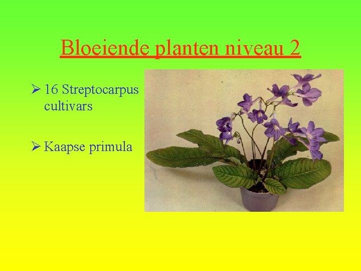 Bloeiende planten niveau 2 Ø 16 Streptocarpus cultivars Ø Kaapse primula 
