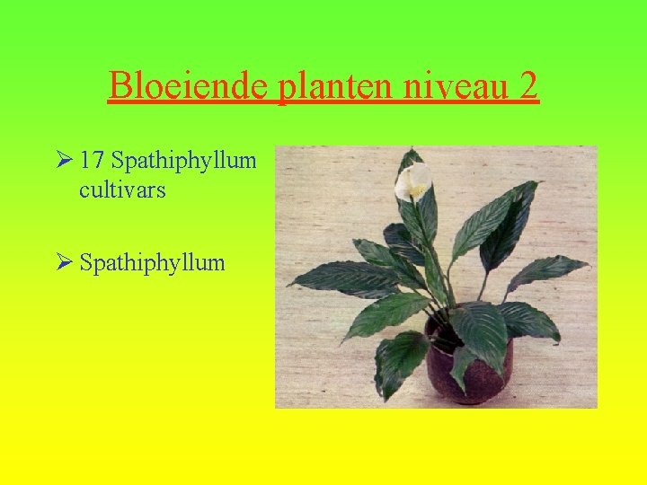 Bloeiende planten niveau 2 Ø 17 Spathiphyllum cultivars Ø Spathiphyllum 