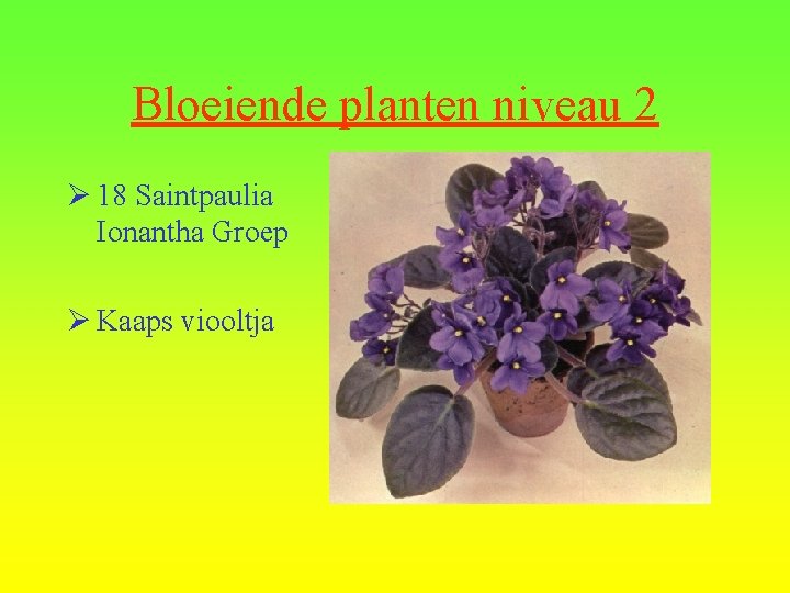Bloeiende planten niveau 2 Ø 18 Saintpaulia Ionantha Groep Ø Kaaps viooltja 