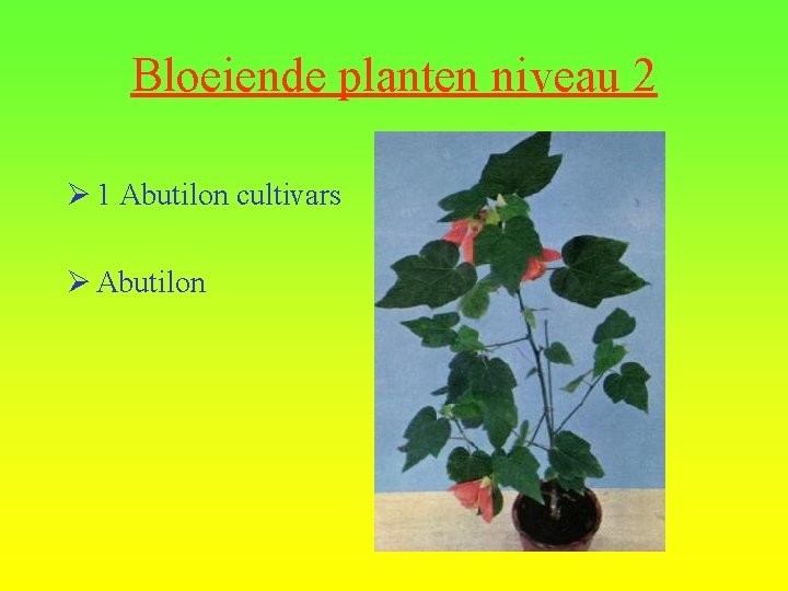 Bloeiende planten niveau 2 Ø 1 Abutilon cultivars Ø Abutilon 