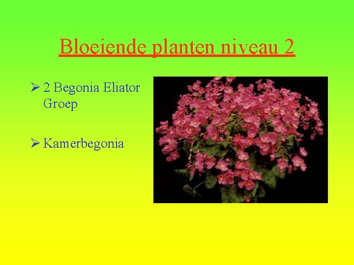 Bloeiende planten niveau 2 Ø 2 Begonia Eliator Groep Ø Kamerbegonia 