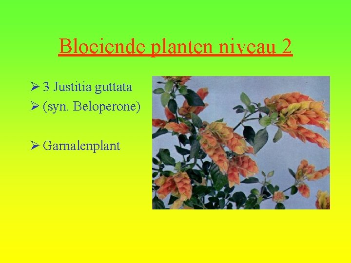 Bloeiende planten niveau 2 Ø 3 Justitia guttata Ø (syn. Beloperone) Ø Garnalenplant 