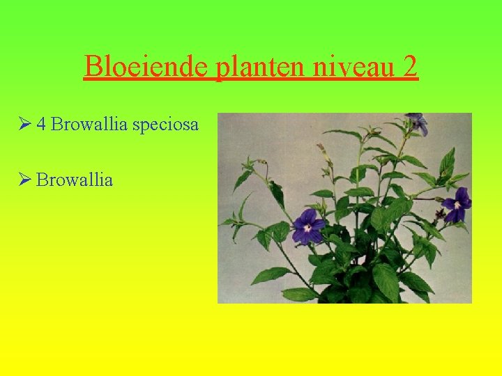 Bloeiende planten niveau 2 Ø 4 Browallia speciosa Ø Browallia 