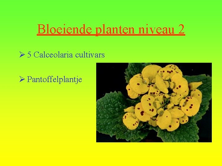 Bloeiende planten niveau 2 Ø 5 Calceolaria cultivars Ø Pantoffelplantje 