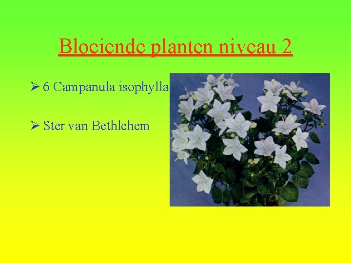 Bloeiende planten niveau 2 Ø 6 Campanula isophylla Ø Ster van Bethlehem 