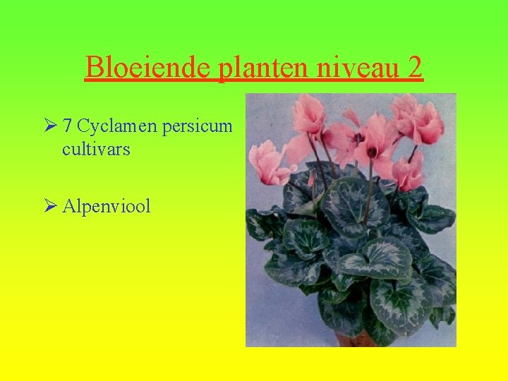 Bloeiende planten niveau 2 Ø 7 Cyclamen persicum cultivars Ø Alpenviool 