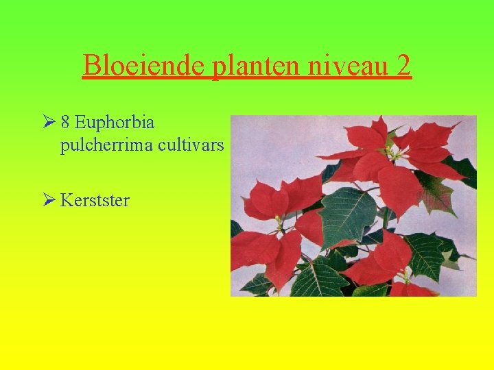 Bloeiende planten niveau 2 Ø 8 Euphorbia pulcherrima cultivars Ø Kerstster 