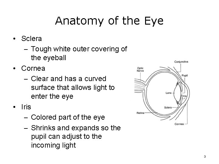 Anatomy of the Eye • Sclera – Tough white outer covering of the eyeball