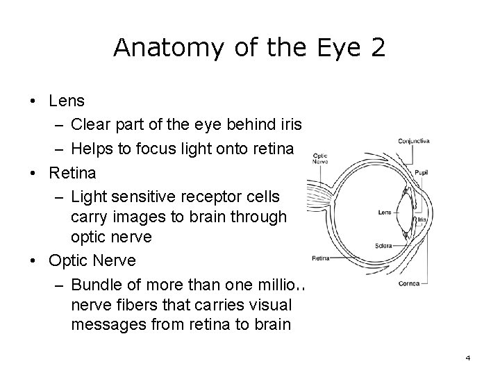 Anatomy of the Eye 2 • Lens – Clear part of the eye behind