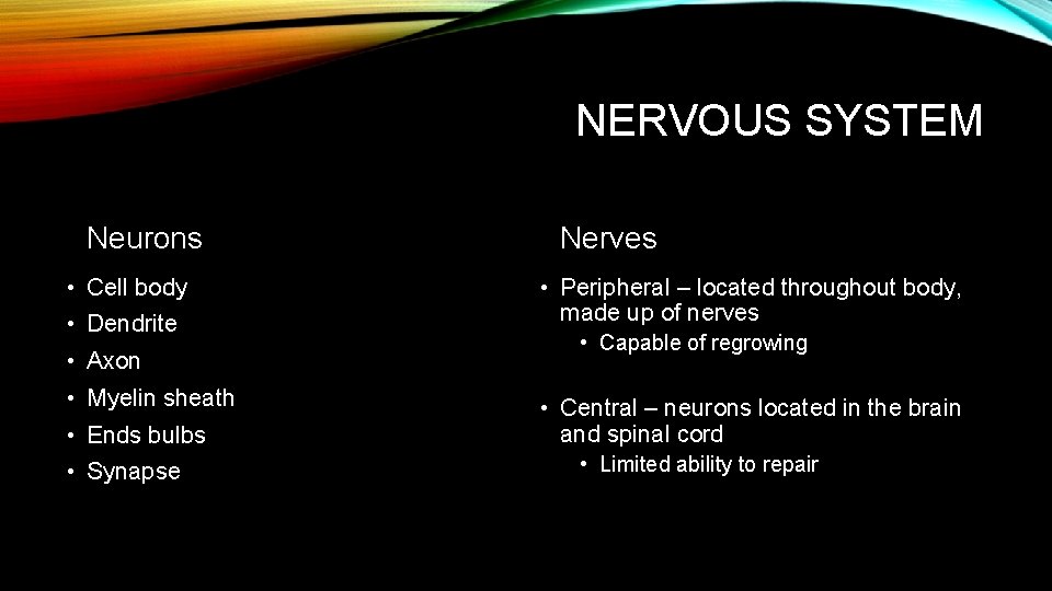 NERVOUS SYSTEM Neurons • Cell body • Dendrite • Axon • Myelin sheath •