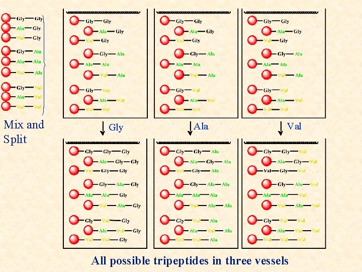 Mix and Split Gly Ala Val All possible tripeptides in three vessels 