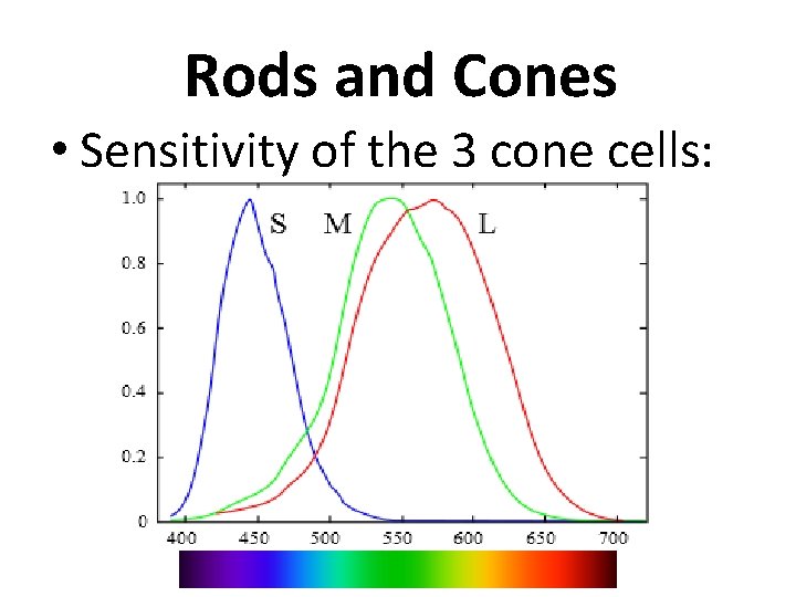 Rods and Cones • Sensitivity of the 3 cone cells: 