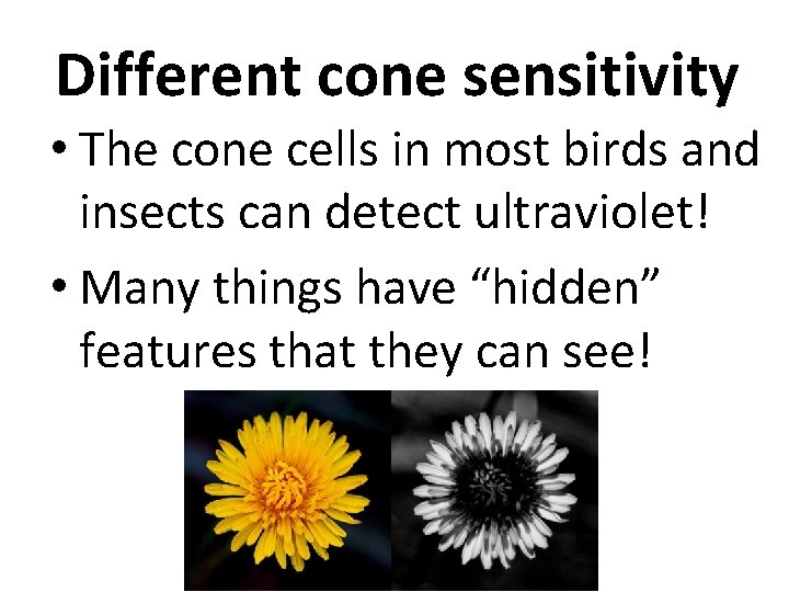 Different cone sensitivity • The cone cells in most birds and insects can detect