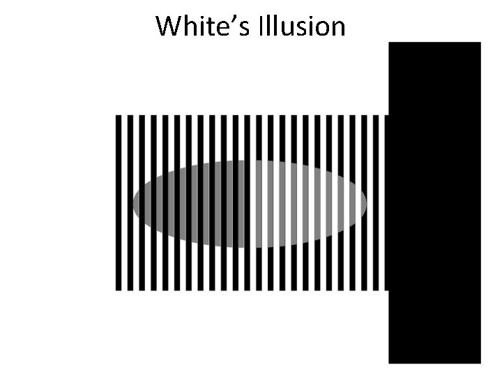 White’s Illusion 
