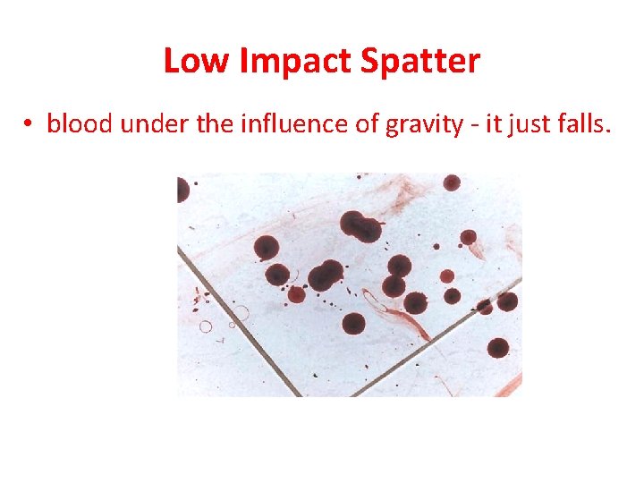 Low Impact Spatter • blood under the influence of gravity - it just falls.