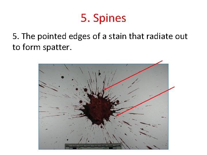 5. Spines 5. The pointed edges of a stain that radiate out to form