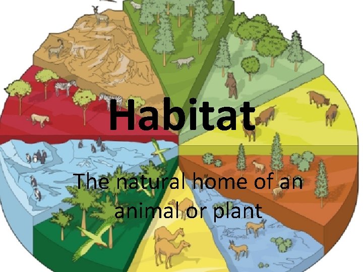 Habitat The natural home of an animal or plant 
