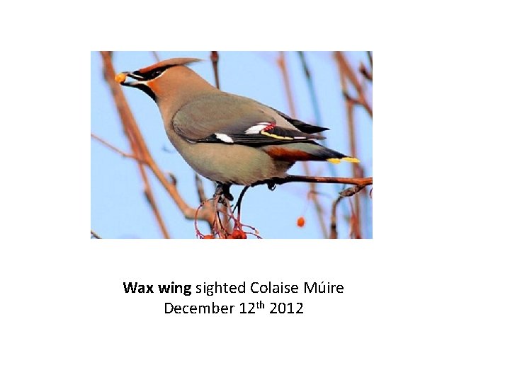 Wax wing sighted Colaise Múire December 12 th 2012 