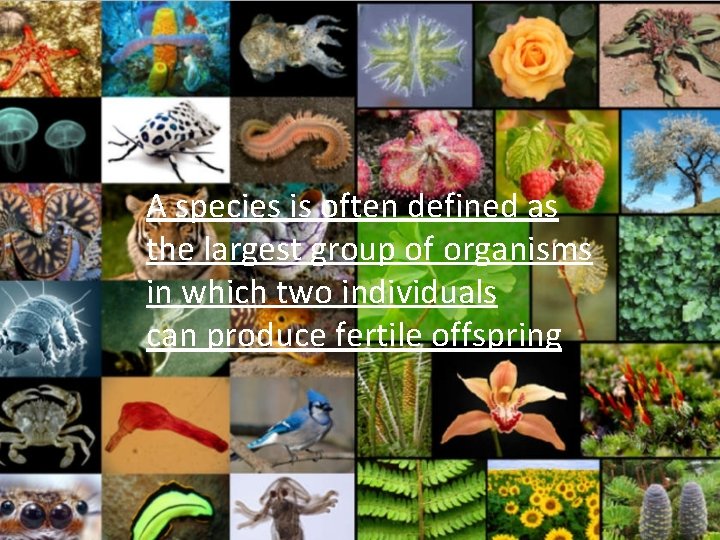 A species is often defined as the largest group of organisms in which two