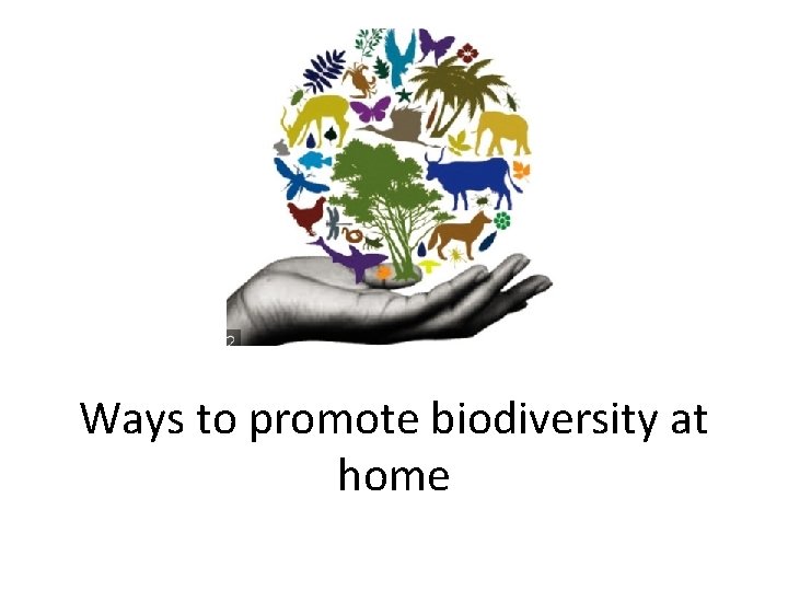 Ways to promote biodiversity at home 