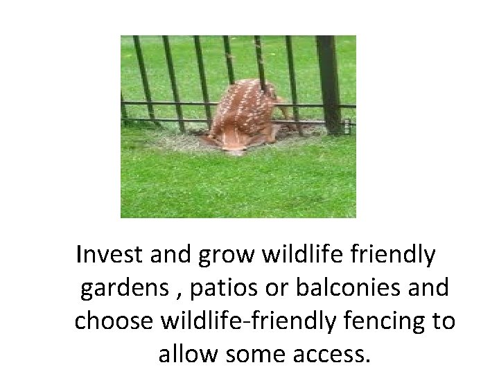 Invest and grow wildlife friendly gardens , patios or balconies and choose wildlife-friendly fencing