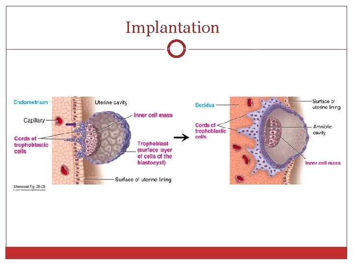 Objectives Fertilization Development and function of the placenta