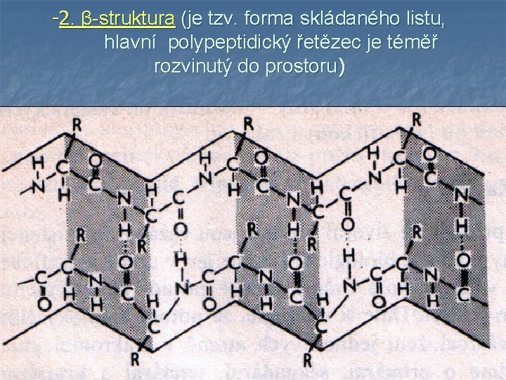 -2. β-struktura (je tzv. forma skládaného listu, hlavní polypeptidický řetězec je téměř rozvinutý do