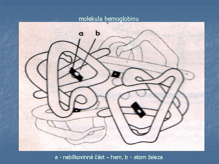 molekula hemoglobinu a - nebílkovinná část – hem, b - atom železa 