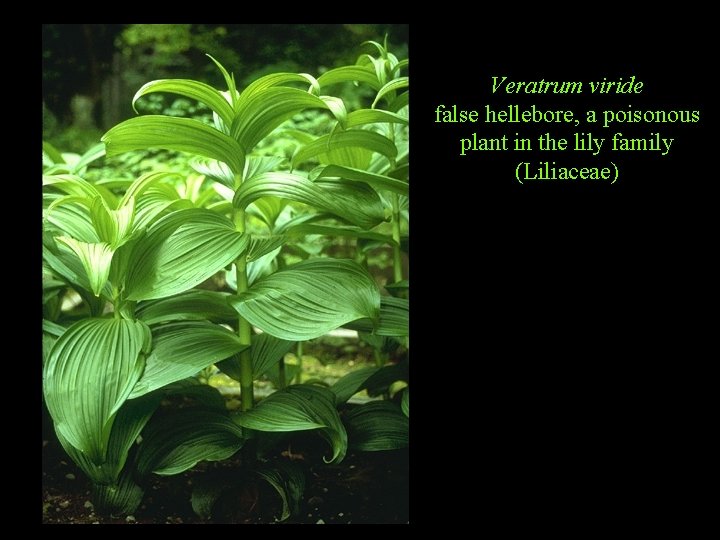 Veratrum viride false hellebore, a poisonous plant in the lily family (Liliaceae) 