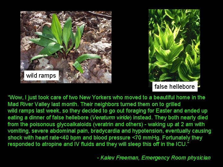 wild ramps false hellebore “Wow, I just took care of two New Yorkers who
