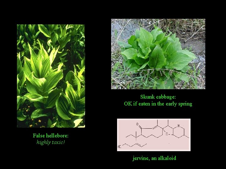 Skunk cabbage: OK if eaten in the early spring False hellebore: highly toxic! jervine,