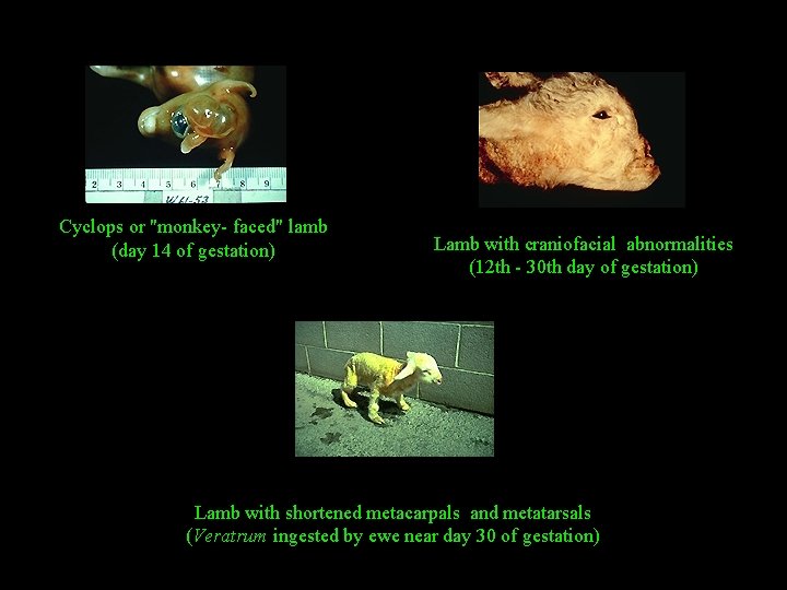 Cyclops or "monkey- faced" lamb (day 14 of gestation) Lamb with craniofacial abnormalities (12