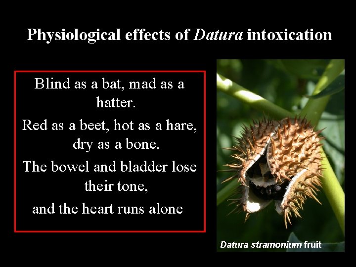 Physiological effects of Datura intoxication Blind as a bat, mad as a hatter. Red