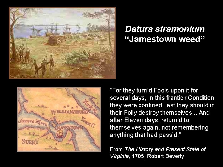 Datura stramonium “Jamestown weed” “For they turn’d Fools upon it for several days, In